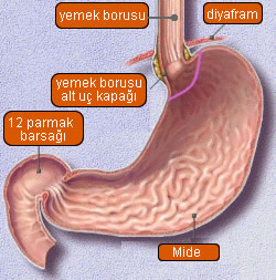 Yemek borusu-mide Yemek borusu-mide